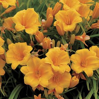 Hemerocallis Stella de Oro