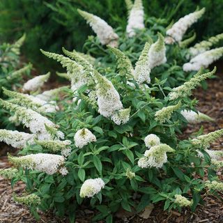 Buddleia Pugster White&reg; Butterfly Bush