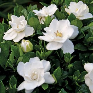 Gardenia Steady as She Goes&trade;