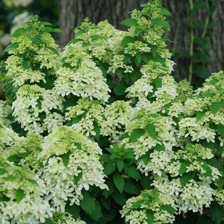 Hydrangea Quick Fire Fab&reg; Panicle Hydrangea