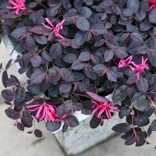 Loropetalum Jazz Hands Mini&reg; Chinese Fringe Flower