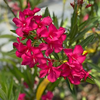 Nerium Austin Pretty Limits&reg; Oleander
