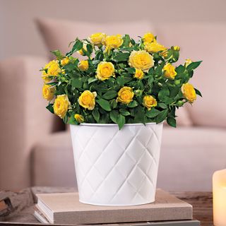 Yellow Rose Gift Plant