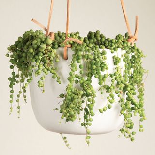 String of Pearls Succulent Plant