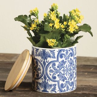 Yellow Kalanchoe Plant