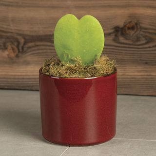 Hoya Heart Succulent Gift