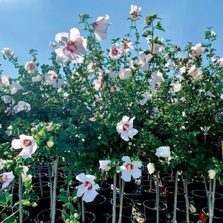 Hibiscus Red Heart Rose of Sharon Tree Form