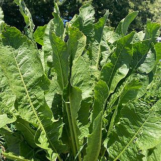 Armoracia Big Top Horseradish