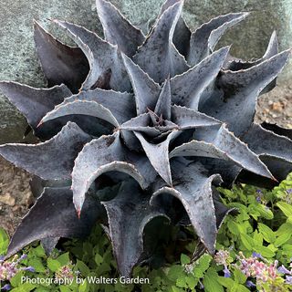 Mangave Art & Sol&reg; Night Owl