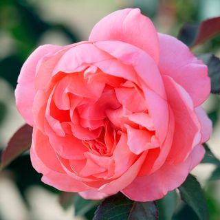 English Coral Grandiflora Rose