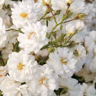 Wedding Dress&reg; Ground Cover Rose