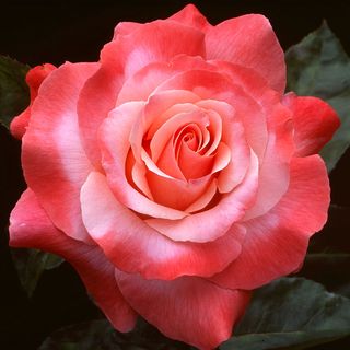 Color Magic Hybrid Tea Rose