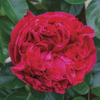 Eden Climber&reg; Red Climbing Rose