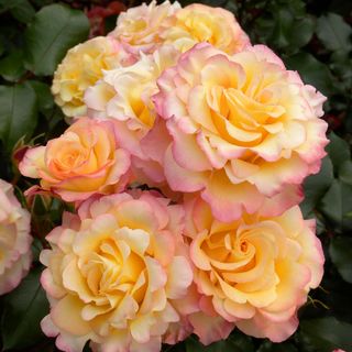 Hummingbird Floribunda Rose