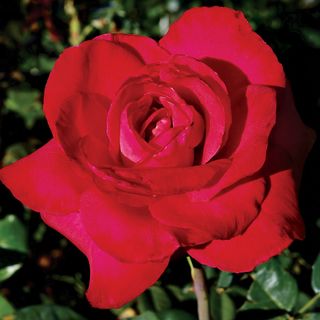 Red Masterpiece Hybrid Tea Rose