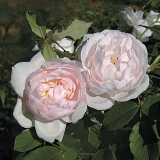 Madame Alfred Carriere Noisette Rose