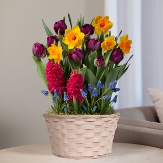 Cheerful Wishes Bulb Garden