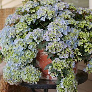 Hydrangea Fairytrail Fresco&trade; Cascade Hydrangea