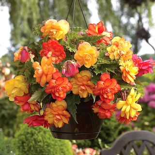 Begonia Golden Balcony Bulbs
