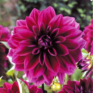 Dahlia Thomas Edison Bulbs