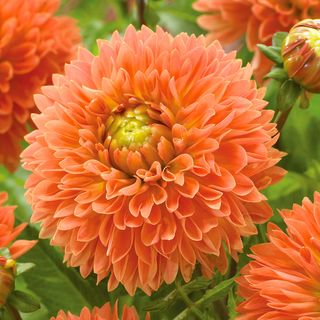 Dahlia Orange Impact Bulbs