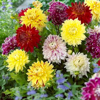 Dahlia Giant Dinnerplate Mix Bulbs
