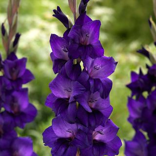 Gladiolus Purple Flora Bulbs