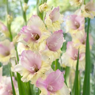 Gladiolus Mon Amour Bulbs