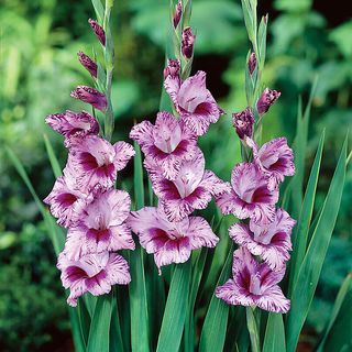 Gladiolus Passos Bulbs