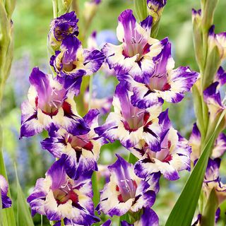 Gladiolus Circus Color Bulbs