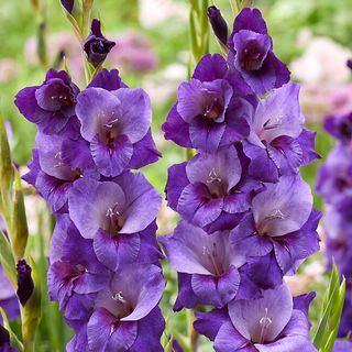 Gladiolus Purple Magic Bulbs