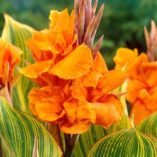 Canna Bengal Tiger Bulbs