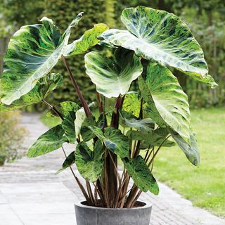 Colocasia Mojito Elephant Ear Bulb