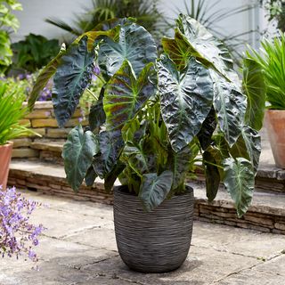 Colocasia Royal Hawaiian&reg; Aloha Elephant Ear Bulb