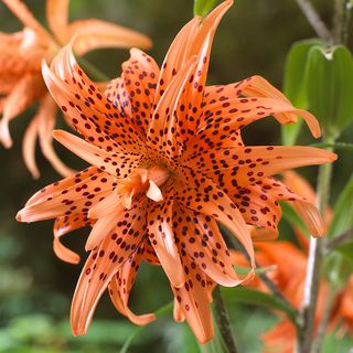 Lilium Double Tiger Tiger Lily Bulbs