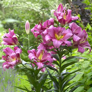 Lilium Purple Lady Tree Lily Bulbs