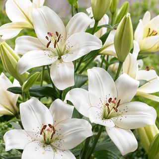 Lilium Eyeliner Asiatic Lily Bulbs
