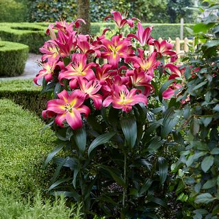 Lilium Empoli Tree Lily Bulbs