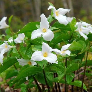 Trillium grandiflorum White