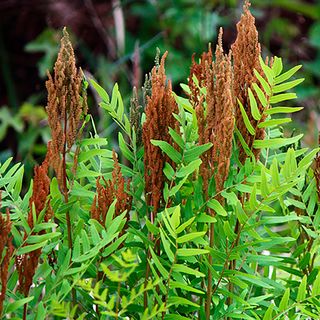 Osmundastrum Cinnamon Fern