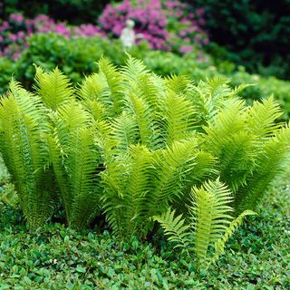 Matteuccia Ostrich Fern