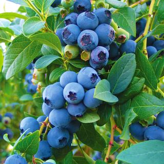 Vaccinium Blueberry Patch Blend Easy Fruit Kit