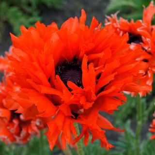 Papaver Ruffled Princess of Orange Poppy