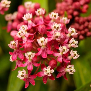 Asclepias Soulmate Milkweed
