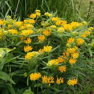 Asclepias Hello Yellow Milkweed