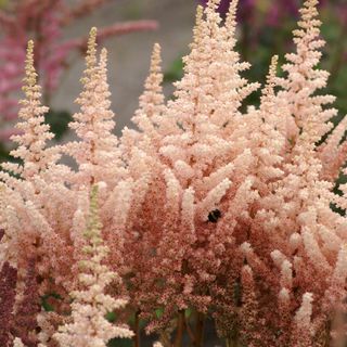 Astilbe Saras Coral False Spirea
