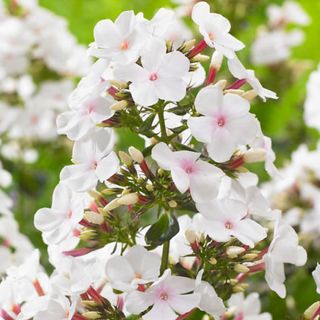 Phlox Popeye