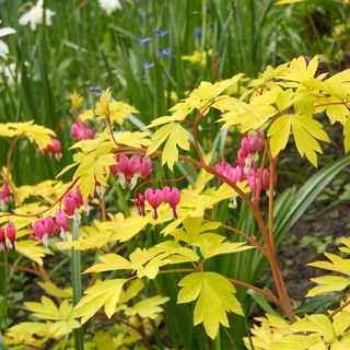 Dicentra Gold Heart Bleeding Heart