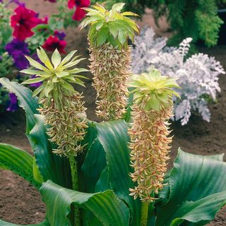 Eucomis bicolor Pineapple Lily Bulbs