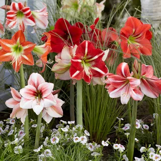その他 amaryllis COMPILATION ALBUM Hippeastrum Mixed Amaryllis Bulbs | Jackson & Perkins